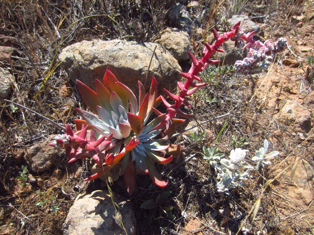 Red succulent type flower growing from the dry landscape.