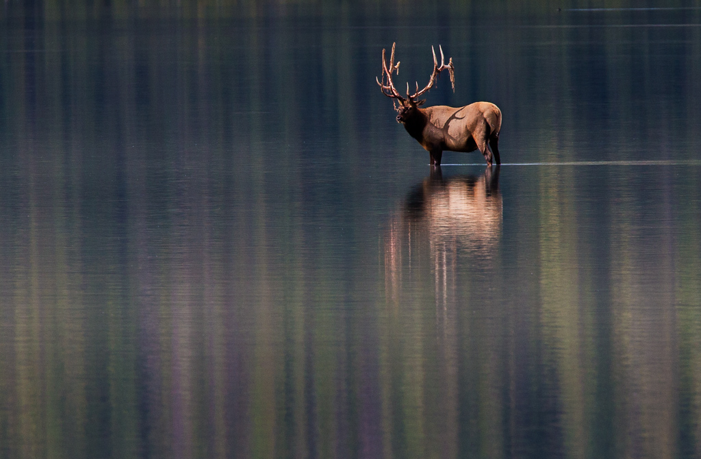 Lone elk standing in the middle of the water.