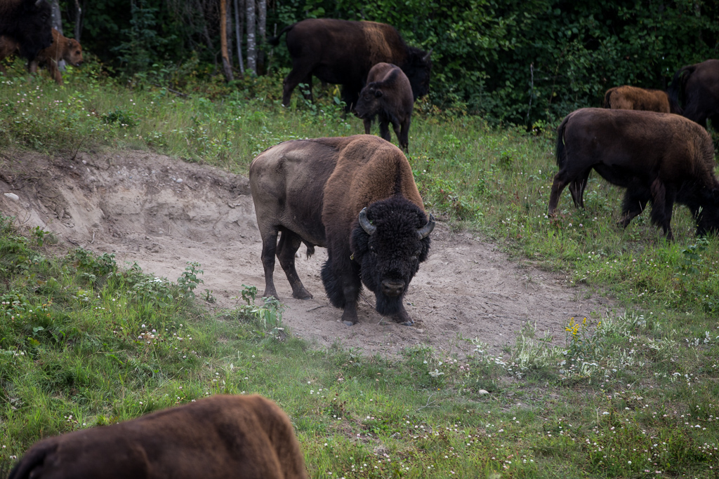 Herd of bison along the road.