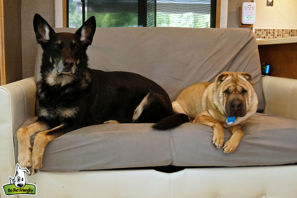 Buster and Ty sitting on couch