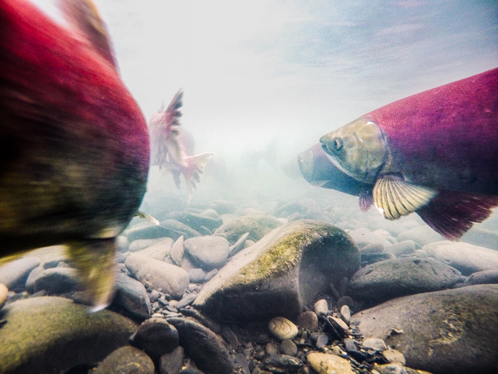 Salmon swimming under the water.