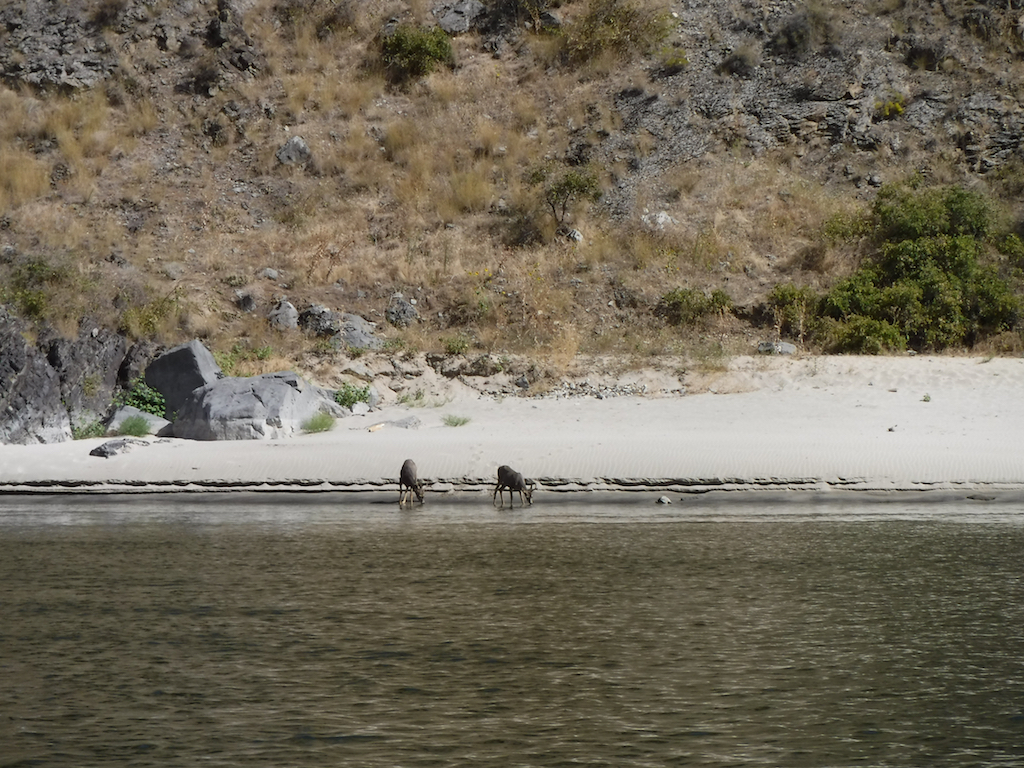 Two deer wading in the shallows on the opposite side of the river.