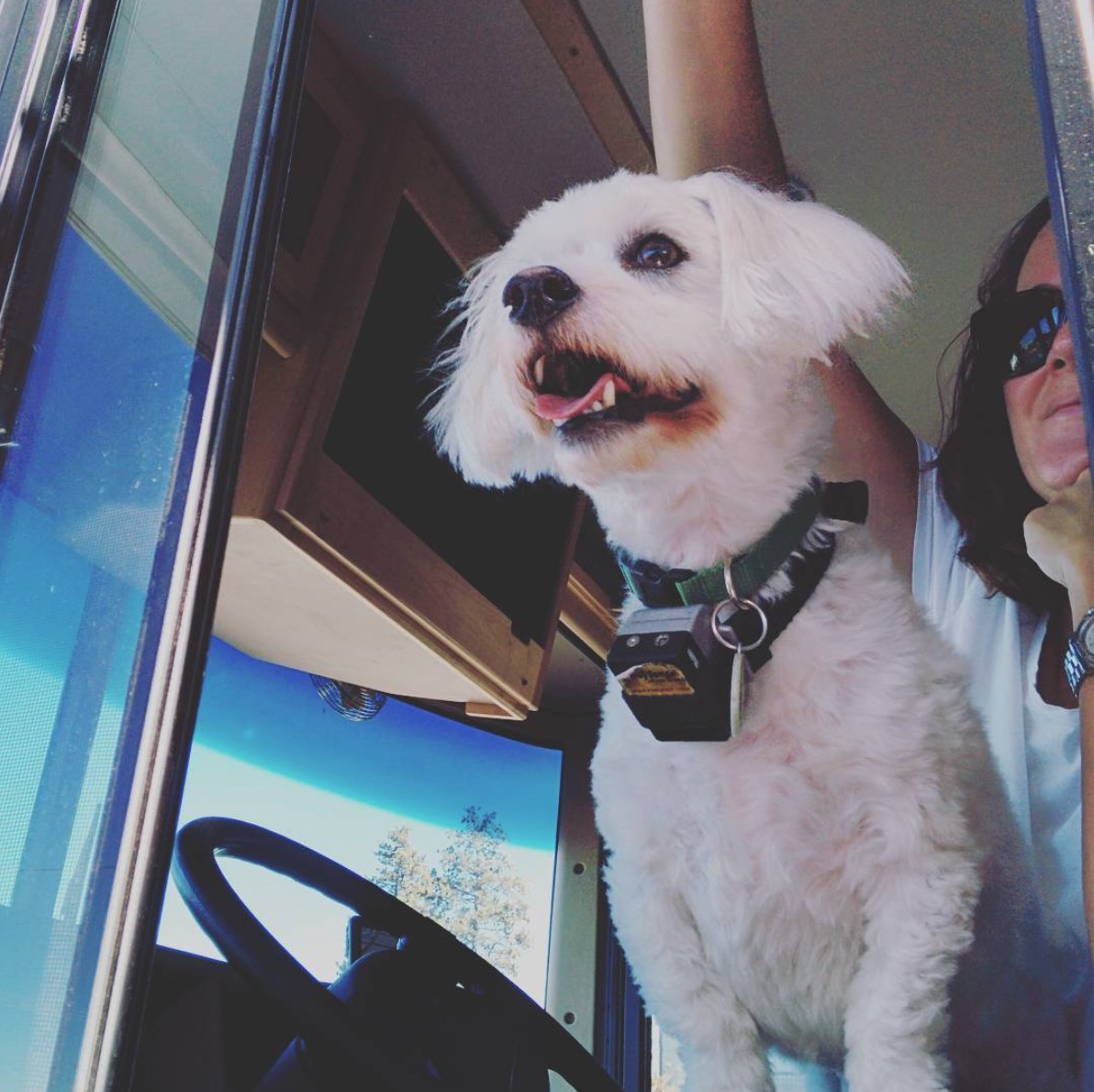 Dog on owners lap looking out the driver side window of a motorhome.
