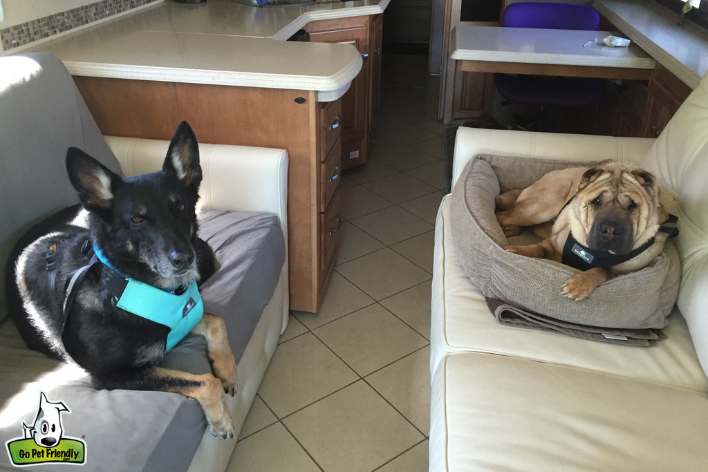 Two dogs laying on the couches of an RV.