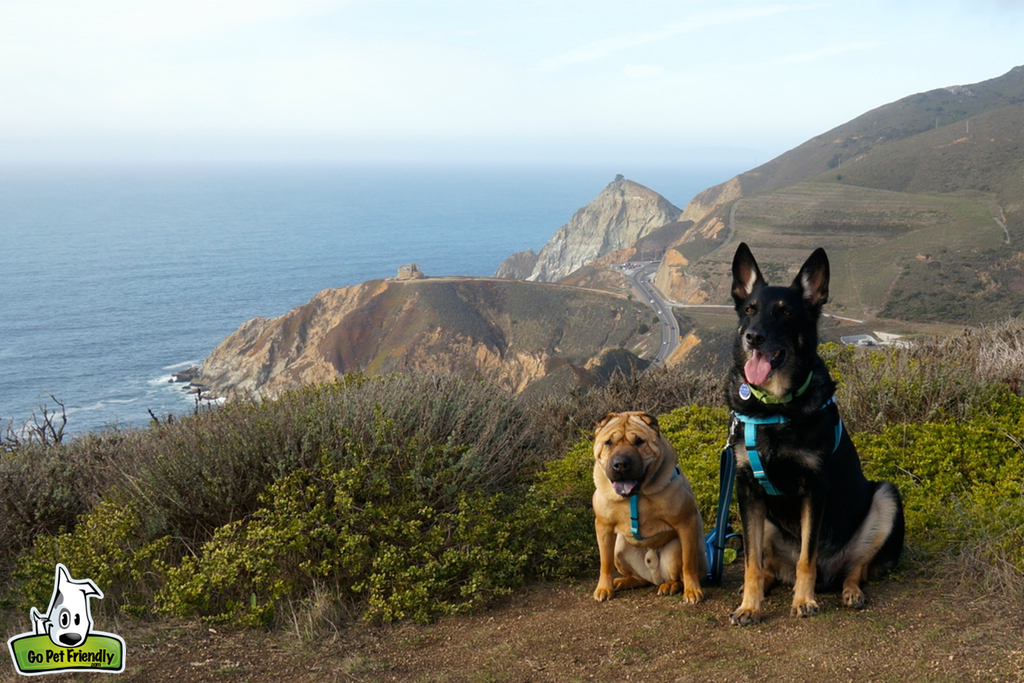 Two dogs high on hillside with winding coastal road and water below.