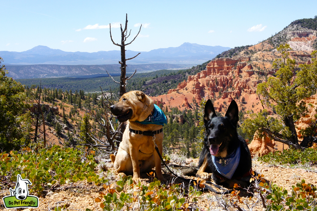 Two dogs near a edge of a cliff with canyons and mountains in the background.