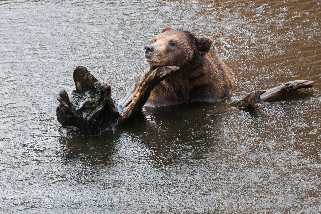 Bear that appears to be resting its head on a log in the water.