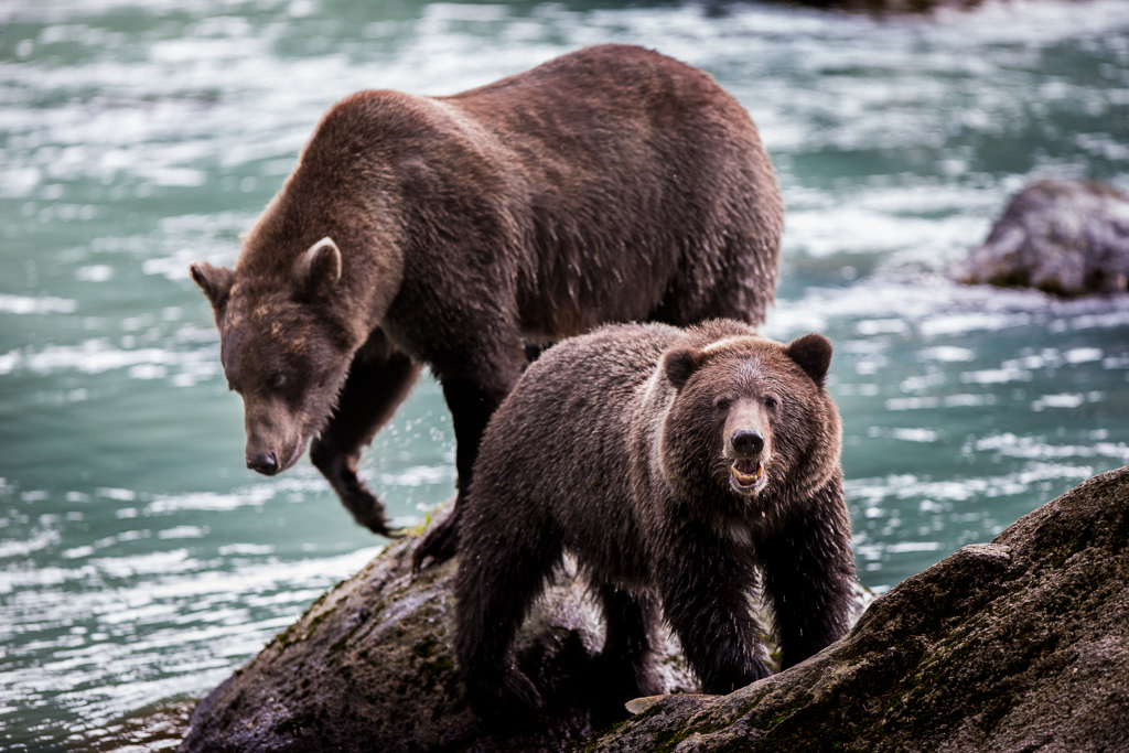 Two bears playing on rocks in the water.
