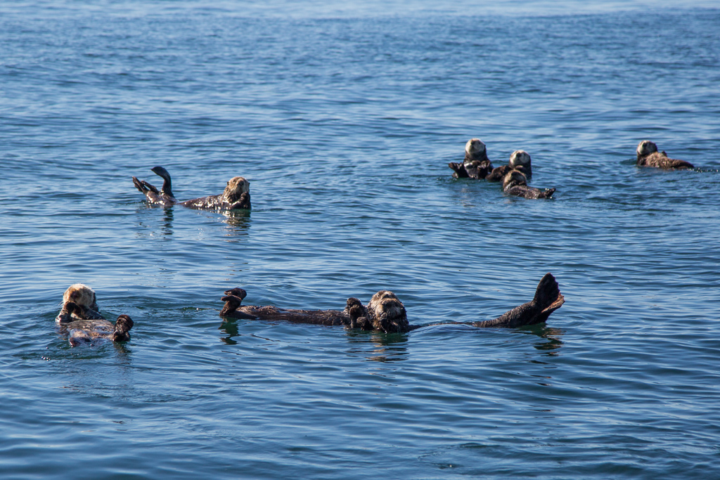 A group of sea otters floating on the water.