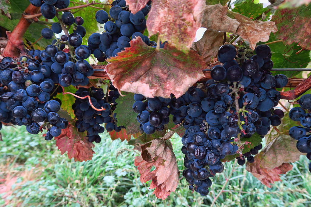 Bunches of grapes on a vine.