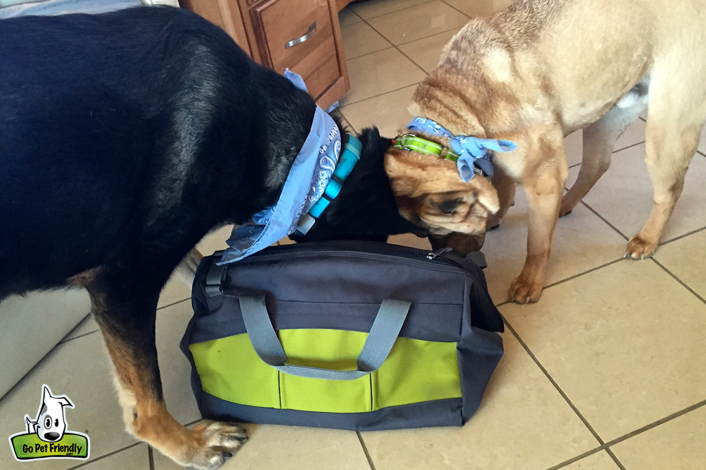 Two dogs sniffing in a duffel bag.
