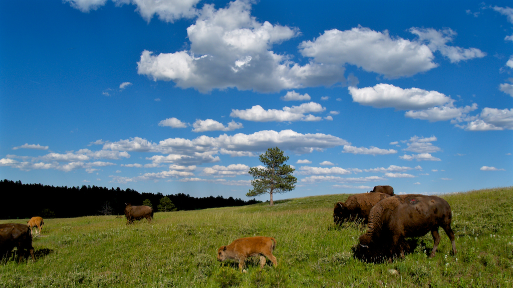 Bison in a field.