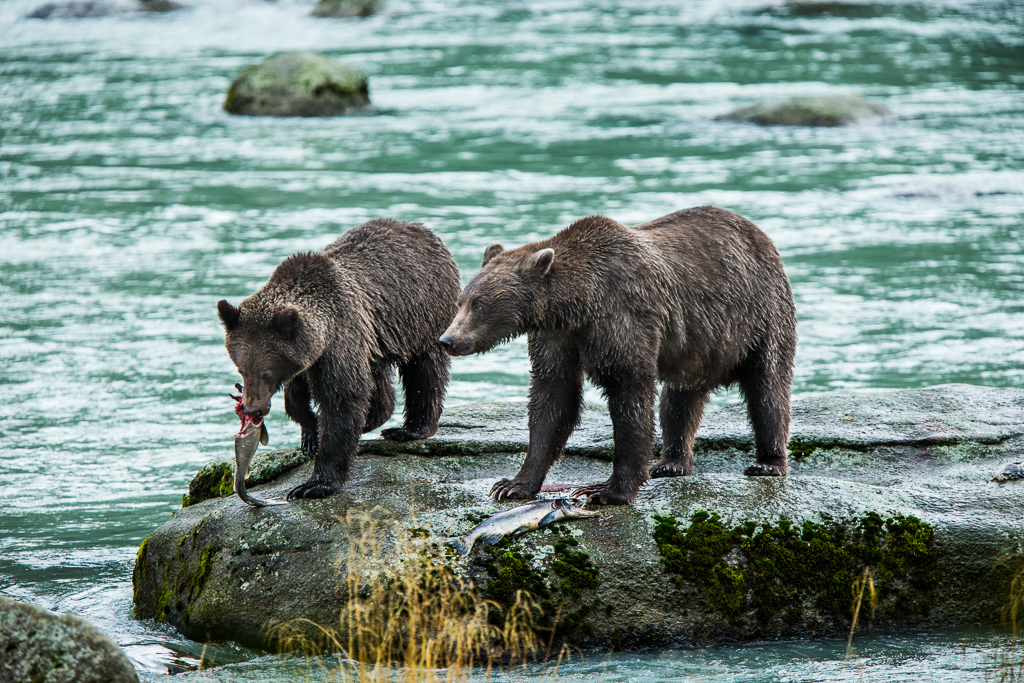 Two bears, one with a fish in its mouth, on a rock on the water.