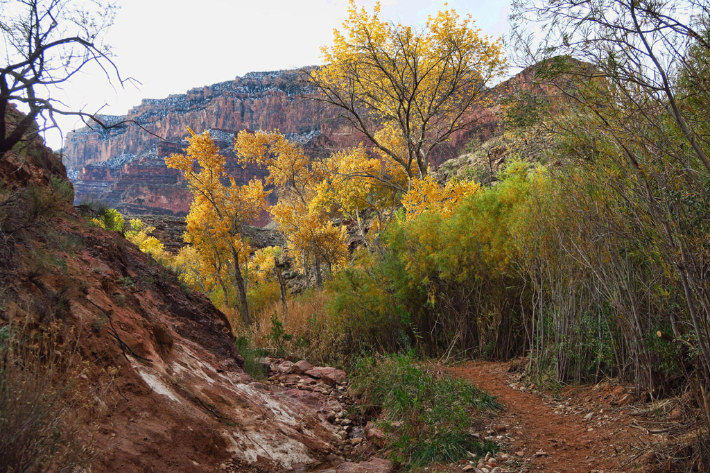 Beautiful colorful tree and brush growth along the path with canyons towering in the background.