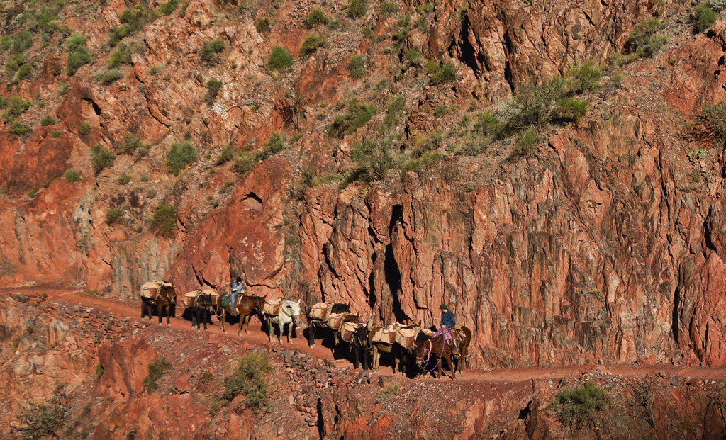 Man leading a line of mules along an incredibly narrow path along the steep canyon edge.