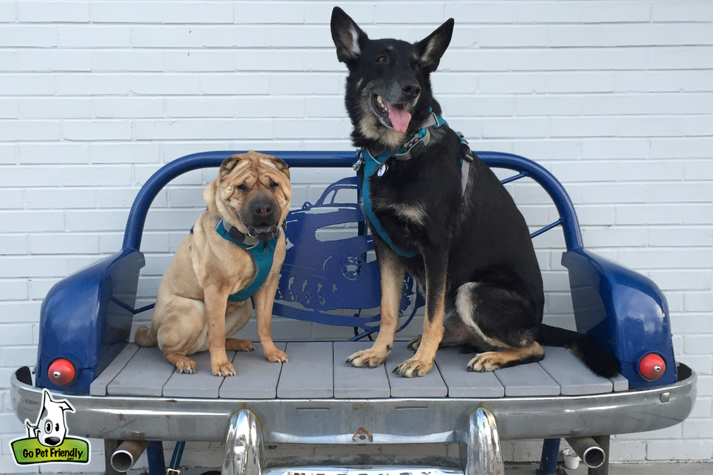 Two dogs sitting on a bench that looks like the back end of a car.