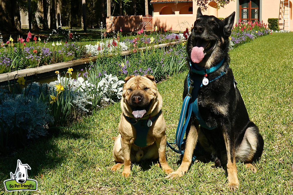 Two dogs sitting in the grass next to row of flowers with tongues hanging out of their mouths.
