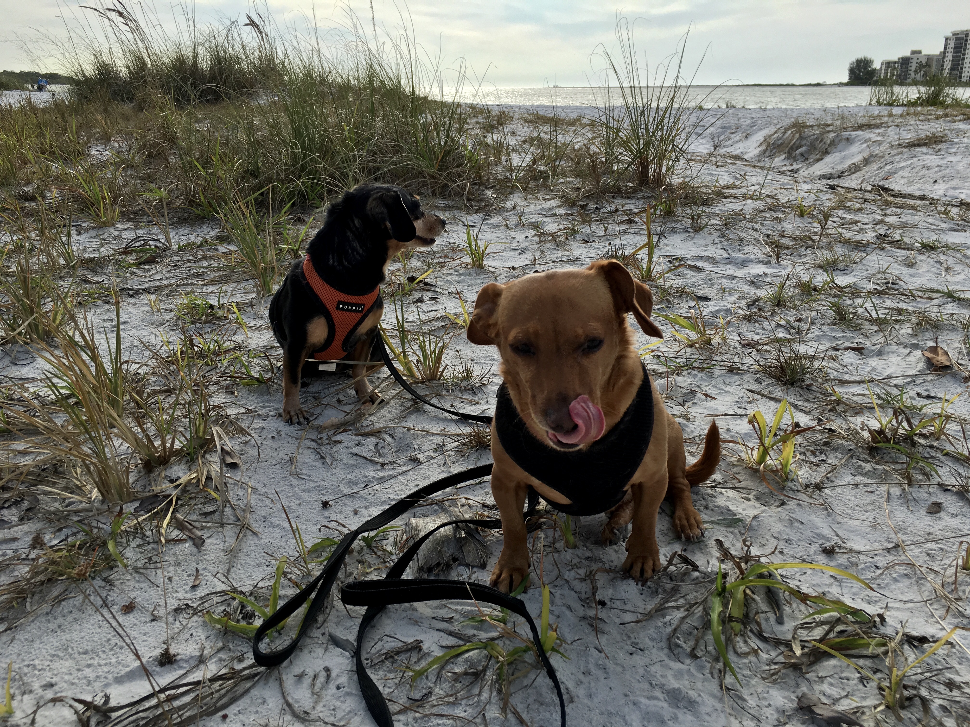Two dogs sitting on a sandy beach by the water. 