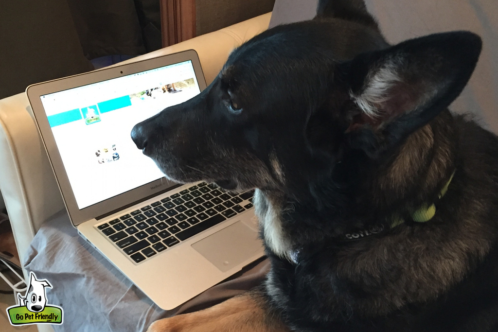 Dog laying on couch next to a laptop.