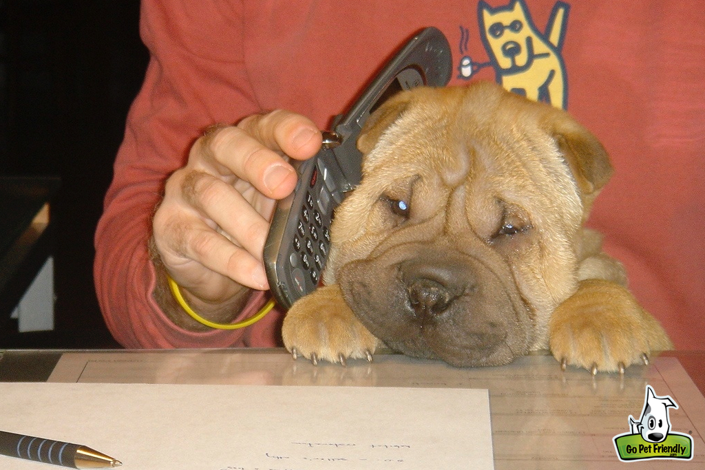 Phone being held up to a dog's ear.