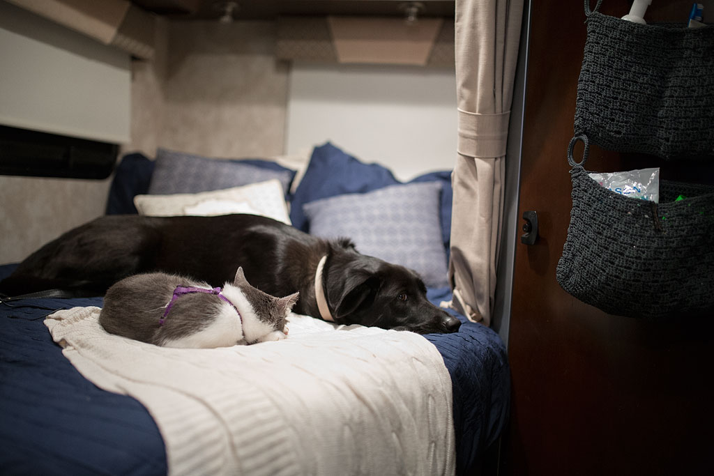 Dog and cat sleeping on bed of Winnebago View.