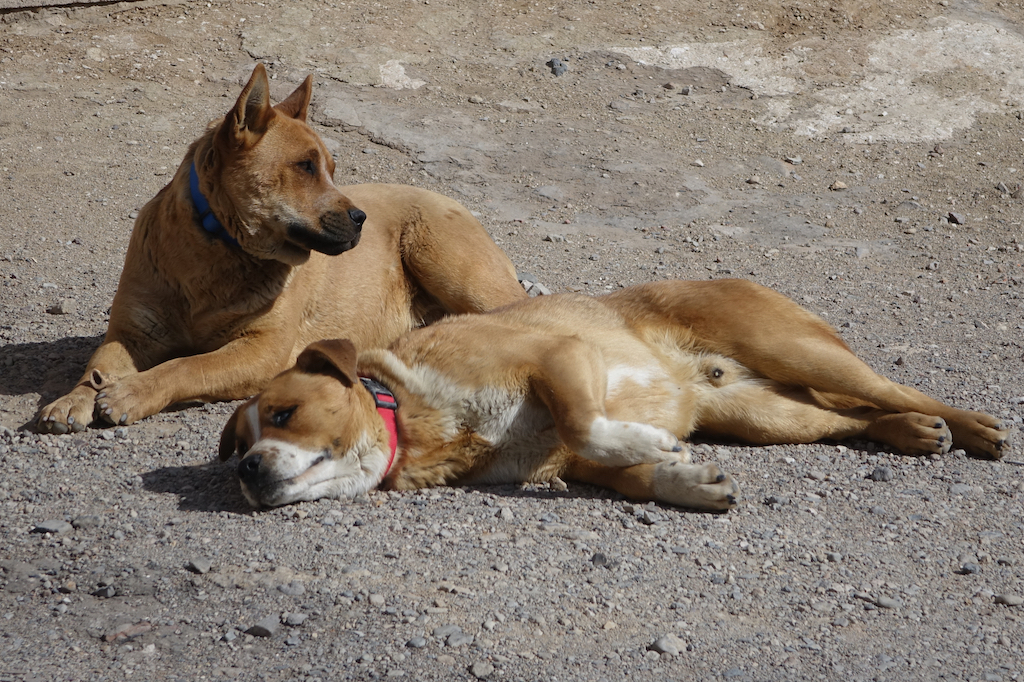 Two dogs laying on the ground.