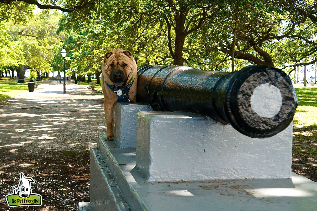 Dog sitting next to cannon barrel.