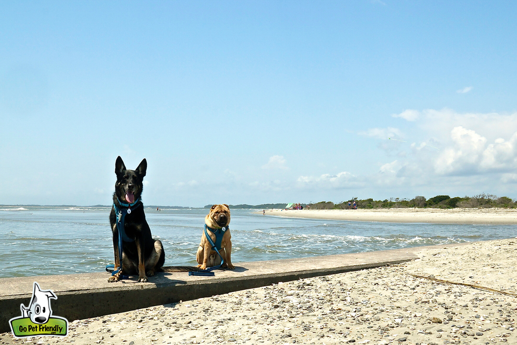 Two dogs sitting on the beach next to the water. 
