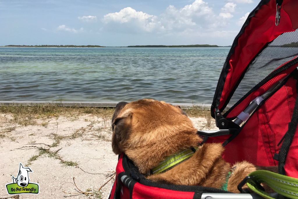 Dog in a pet-stroller looking out over the water from the beach.