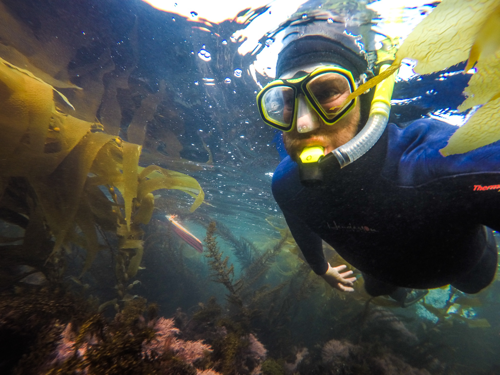 Peter in snorkel gear making his way through kelp.