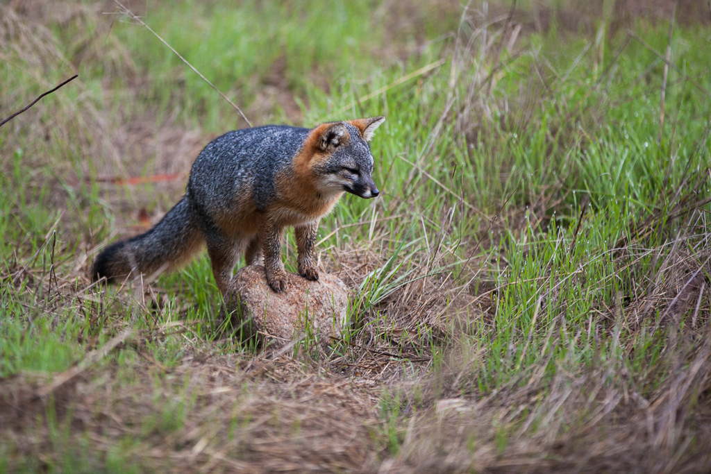 Small island fox on a rock in the grass.