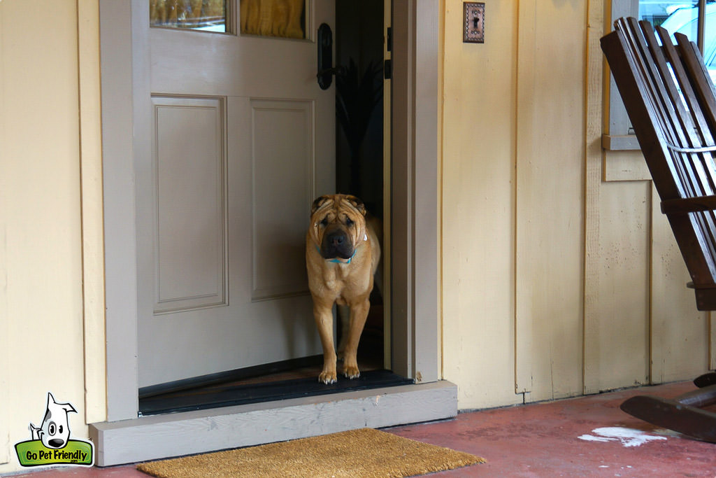 Dog peaking out from an open door.