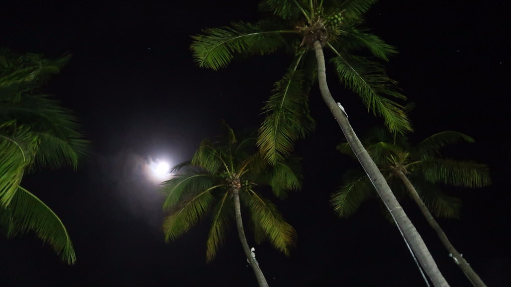 Looking up at palm trees with the moon bright in the sky above.