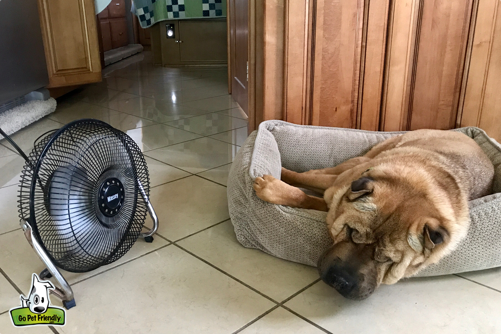 Dog laying in dog bed in front of fan.
