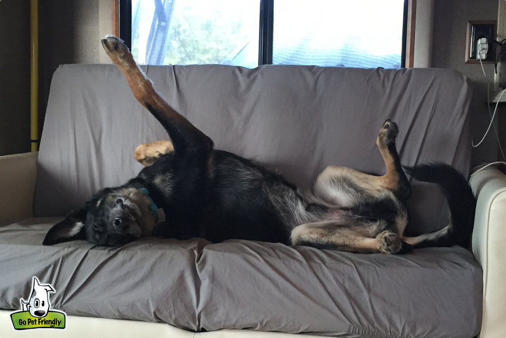 Dog laying on couch in RV with feet in the air.