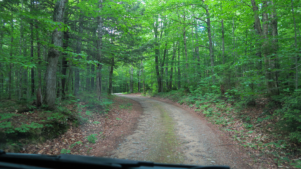 Dirt path through dense green trees.