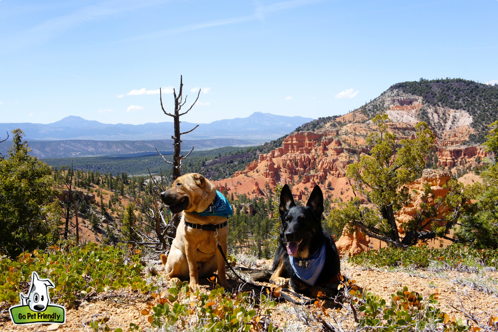 Two dogs resting at the top of a lookout over red canyon of Dixie National Forest.