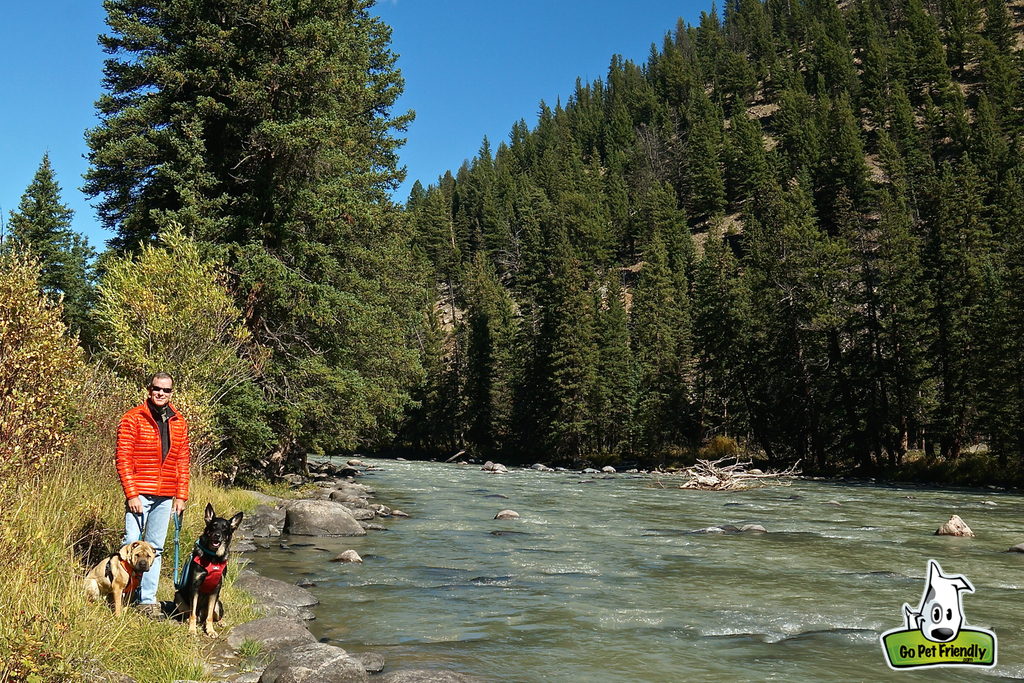 Man and two dogs along the Yellowstone River with steep tree covered hillside on the other side.