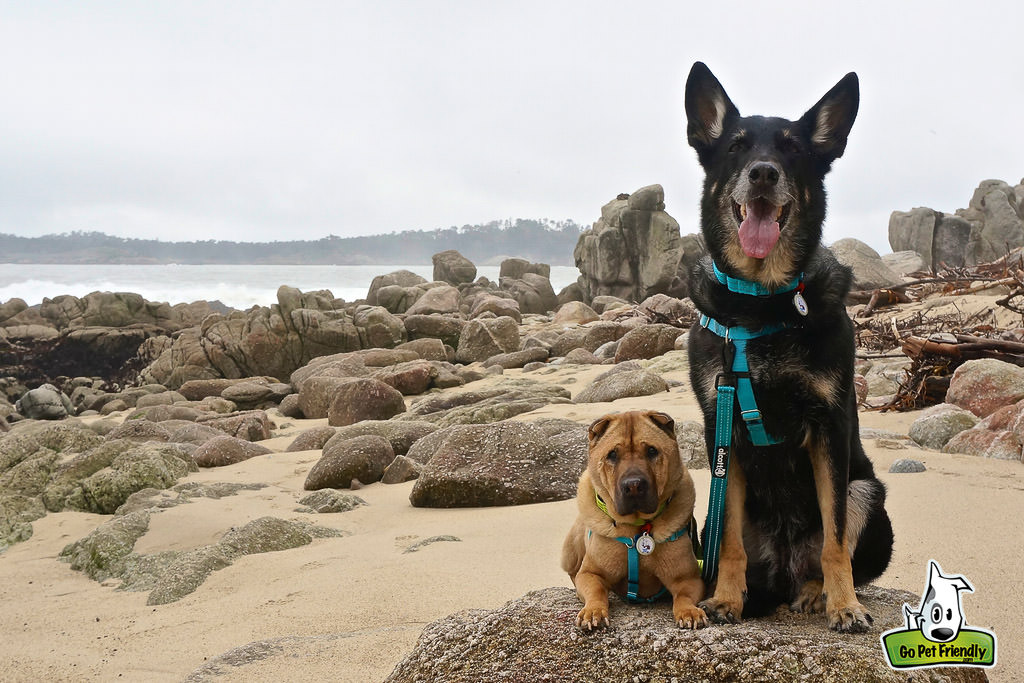 Two dogs sitting on rock filled sandy beach