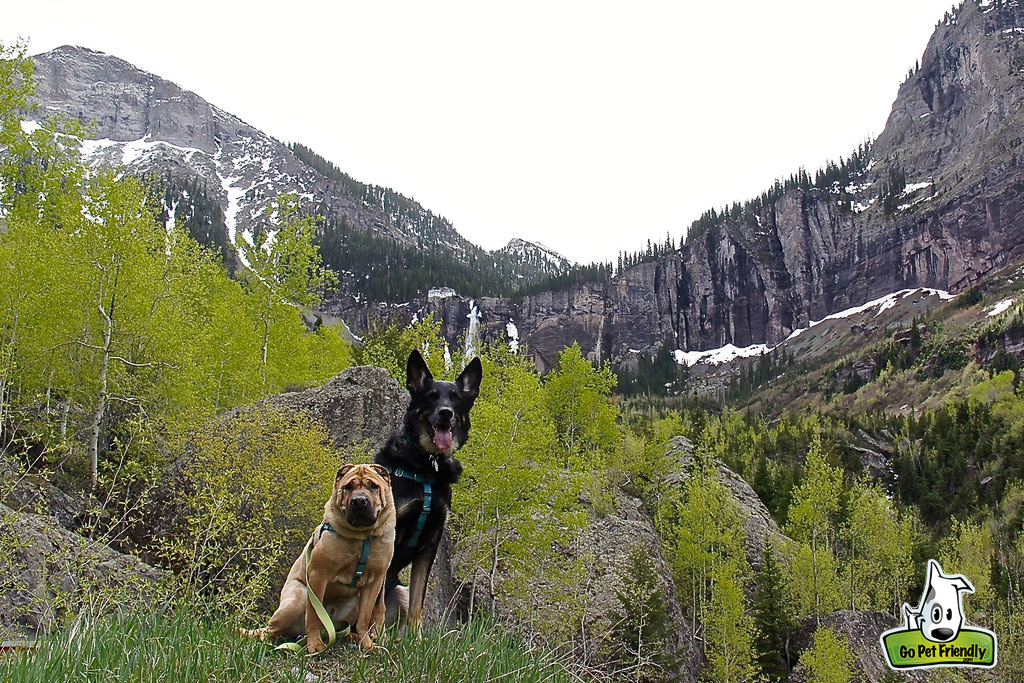 Two dogs with trees and mountains behind them
