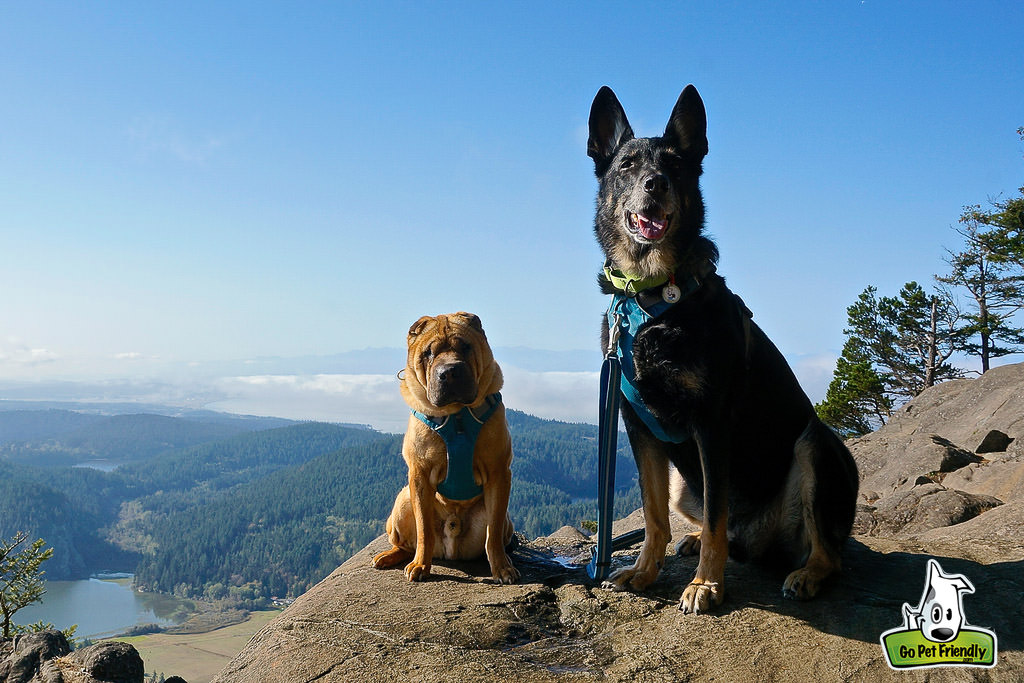 Two dogs at the top of a rocky lookout with green forest and water for as far as the eye can see