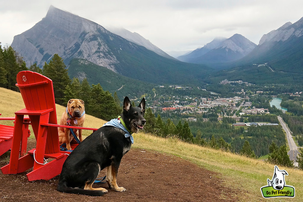 Two dogs sitting at the top of a hill looking out over Banff