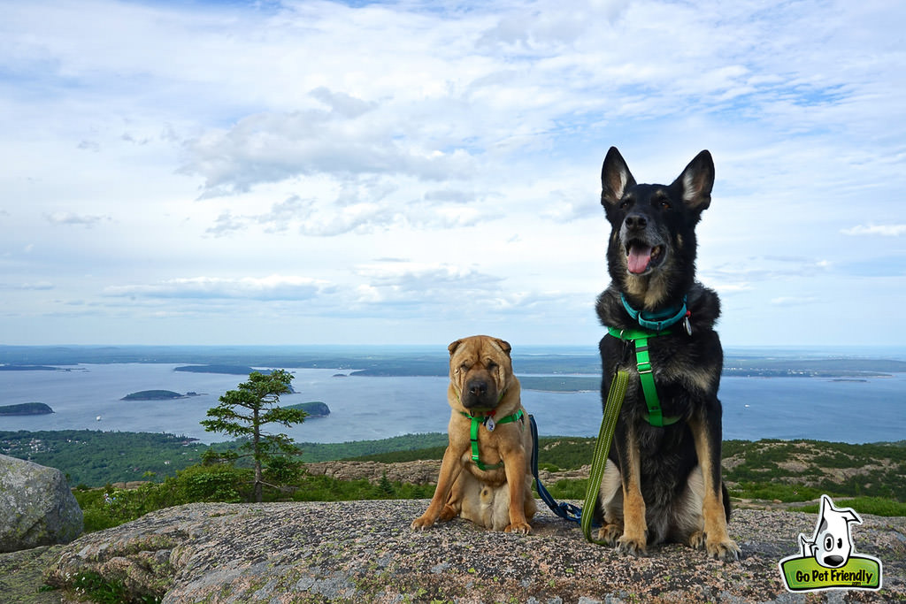 Two dogs on top of a rocky hill with water behind
