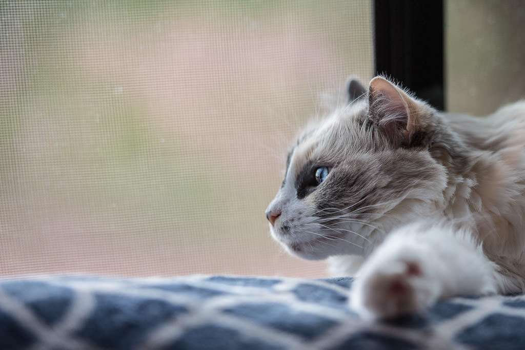 Cat looking out RV window.