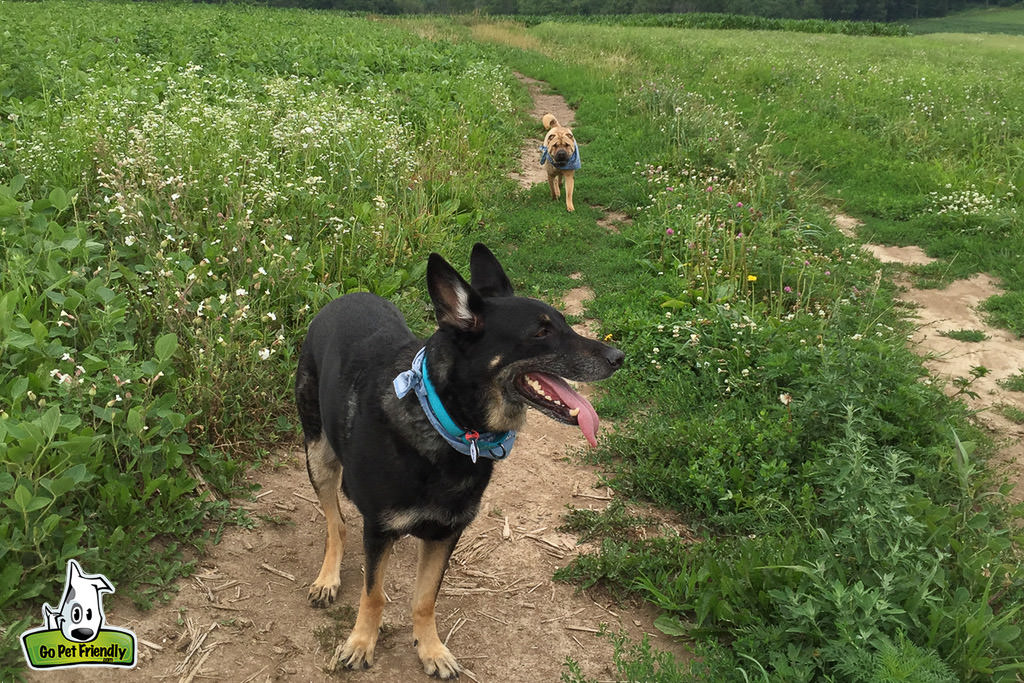 Buster and Ty walking along dirt path through a field of grass.
