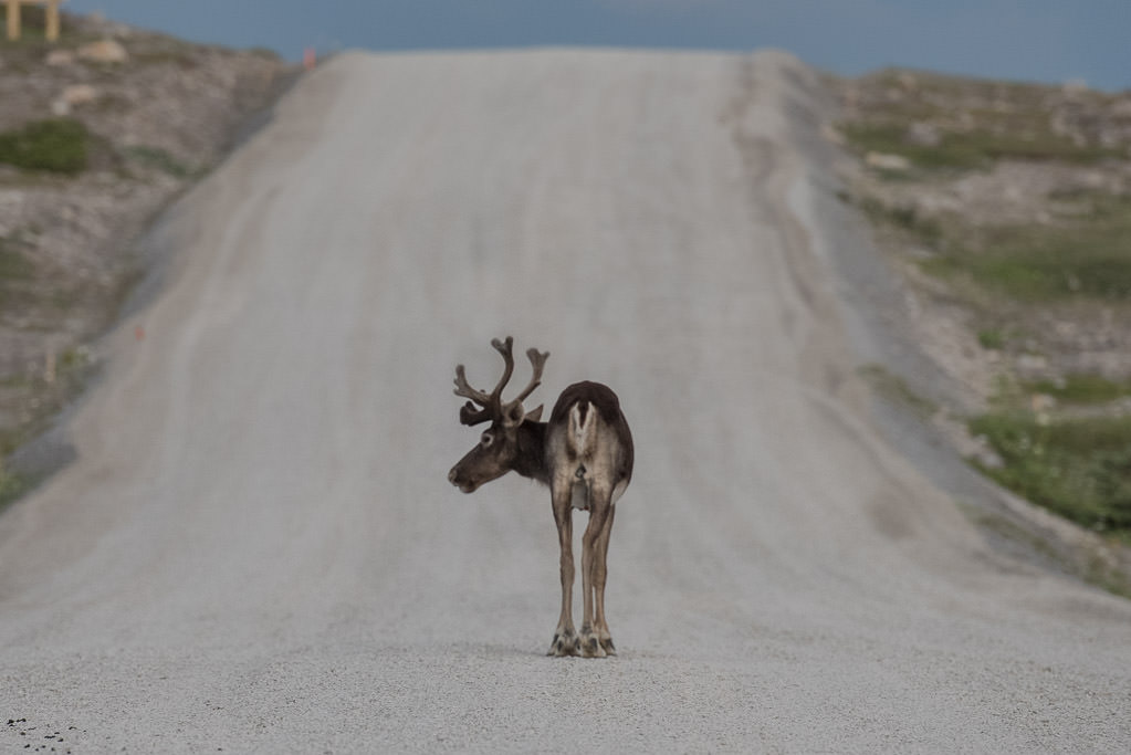 Caribou walking along a road