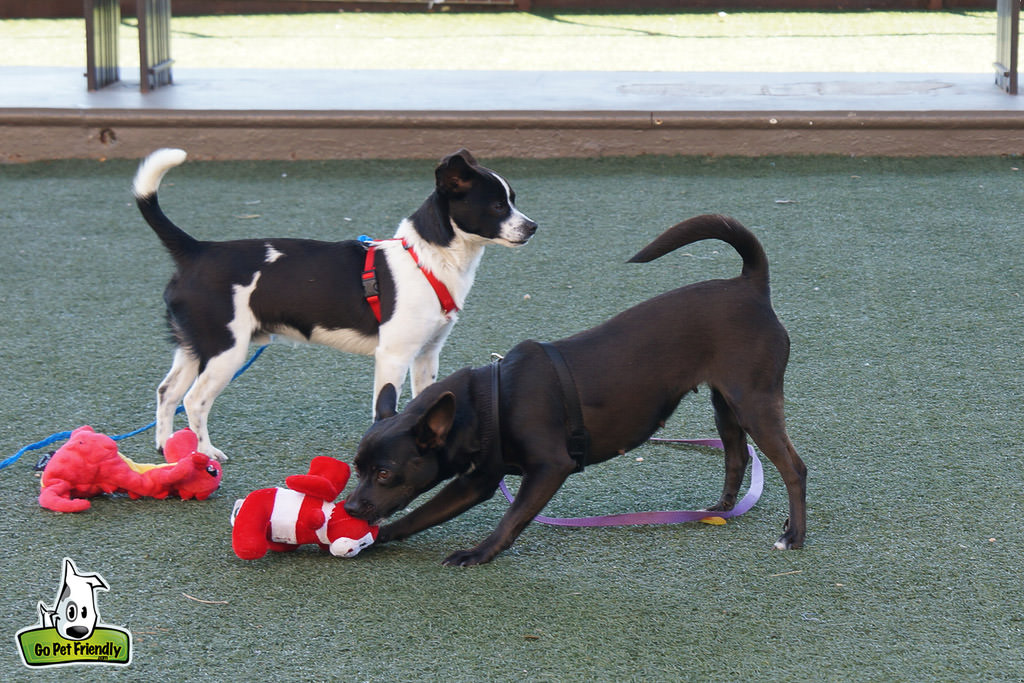 Two larger black and white dogs playing with red toys