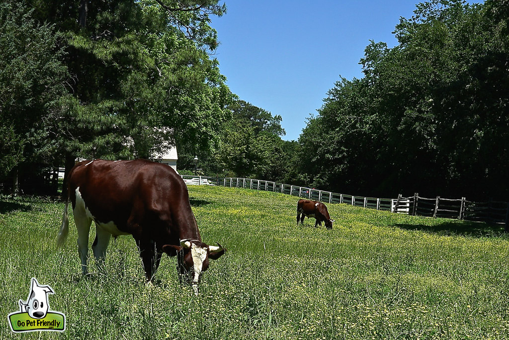 Cows in grassy pasture.