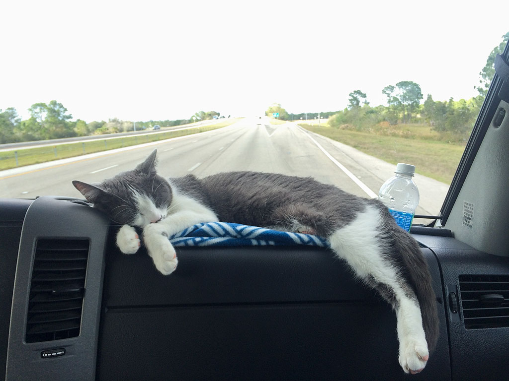 Cat resting on dash of motorhome while driving down the road.