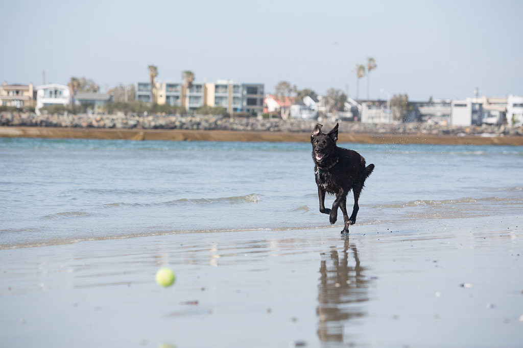 Dog, Ella, chasing a ball along the beach.